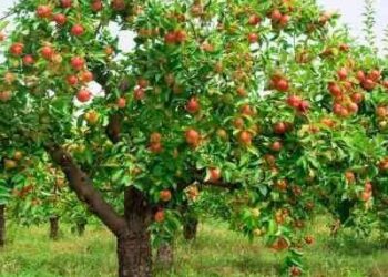 محصول التفاح..أبرز التوصيات الفنية للرى والتسميد خلال شهر فبراير