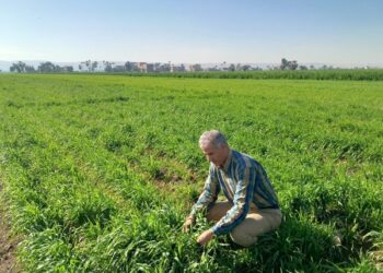 محصول القمح