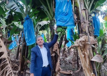 زراعات الموز