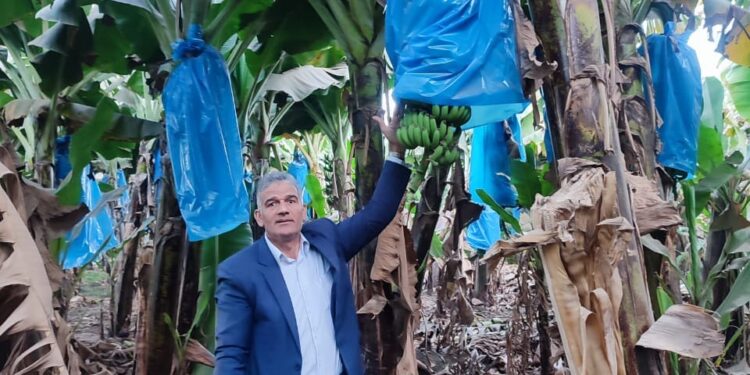 وكيل وزارة الزراعة بأسيوط يتابع زراعات الموز بمركز الفتح 1 زراعات الموز