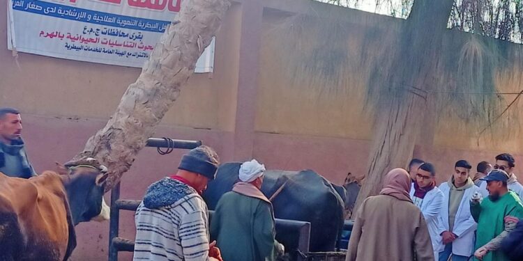 علاج وفحص 6 آلاف رأس ماشية مجانا لدى 3 آلاف من صغار المربين بمحافظة بني سويف 1 رأس ماشية
