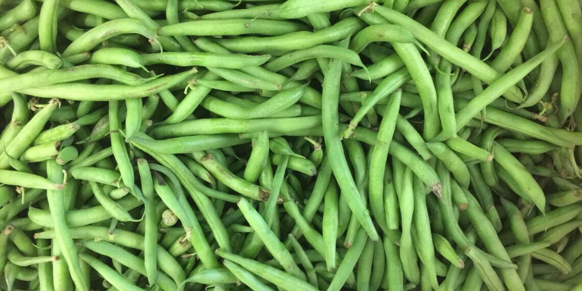 محصول الفاصوليا.. كمية التقاوي واشتراطات التسميد النيتروجيني وأضرار "اليوريا" 1 محصول الفاصوليا