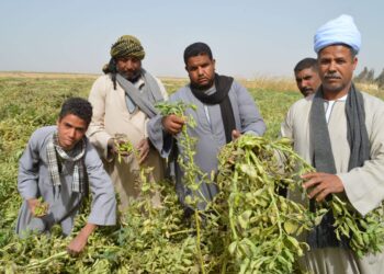 أمراض الفول