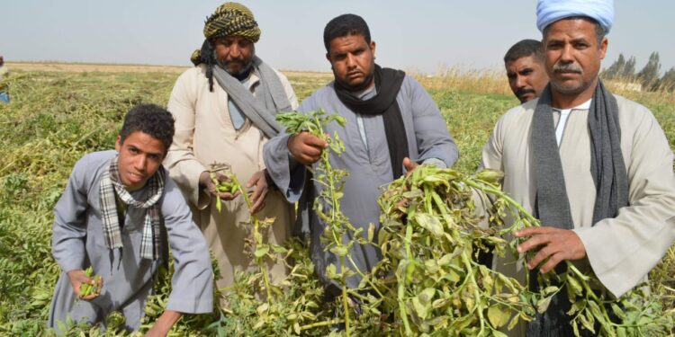 أمراض الفول.. مزايا الأصناف المعتمدة واستراتيجيات مكافحة "الهالوك والتبقعات والأصداء" 1 أمراض الفول