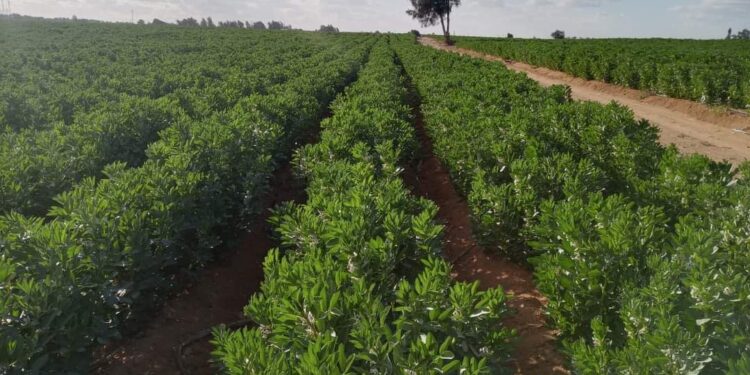 تطوير أصناف الفول البلدي وأهمية التعاون بين الجهات البحثية 1 الفول البلدي
