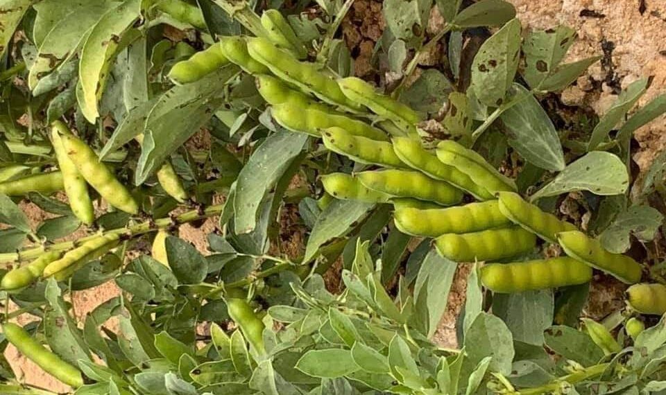 الفول البلدي