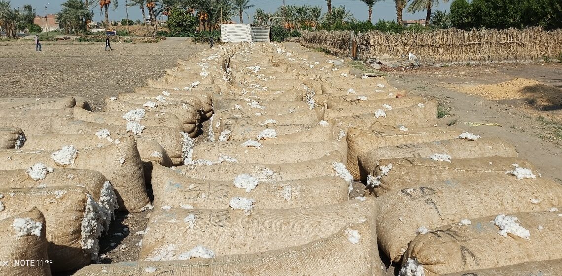 محصول القطن.. موعد افتتاح منظومة التسويق وشون البنك الزراعي لحصاد موسم 2024 1 محصول القطن