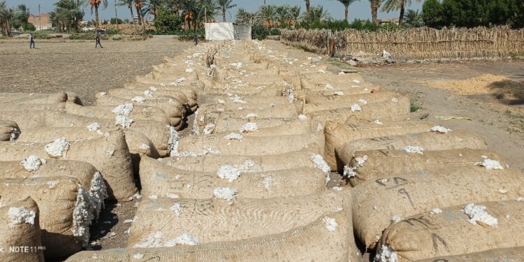 المحاور الـ9 لمنظومة الزراعة المستدامة لمحصول القطن 1 القطن