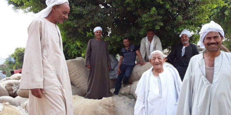 تفاصيل مزاد القطن رقم ١١ في محافظات الوجه البحري 1 القطن