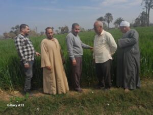 محصول القمح في ندوة لـ زراعة بني سويف ومبادرة "ازرع" 13 الارشاد الزراعي