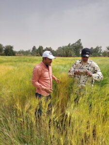 ندوة حقلية عن القمح والنخيل بزراعة الوادي الجديد 13 الشعير بزراعة الوادي الجديد