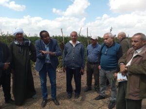 لزيادة إنتاجية القطن والقمح والطماطم.. ندوتين توعويتين للمزارعين بإهناسيا 14 إهناسيا