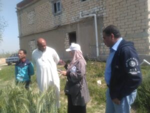 زراعة الإسكندرية تنفذ مدرسة حقلية للقمح بإدارة العامرية منطقة مريوط 12 مدرسة حقلية بزراعة الإسكندرية