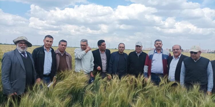 معهد الأمراض يتابع المحاصيل الاستراتيجية وبرامج تربية الأصناف في محطة بحوث سخا 1 معهد الأمراض يتابع المحاصيل الاستراتيجية وبرامج تربية الأصناف في محطة بحوث سخا