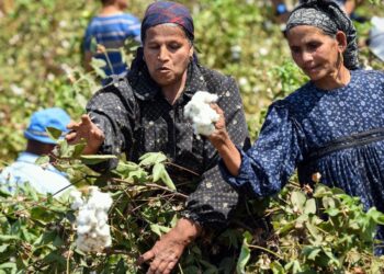 محصول القطن..أهم التوصيات الفنية خلال شهر مارس