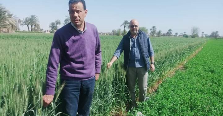 المهندس محمود صبحي