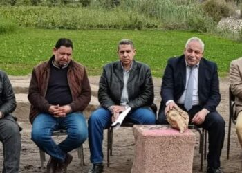 حصاد محصول بنجر السكر