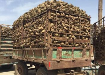 محصول البنجر