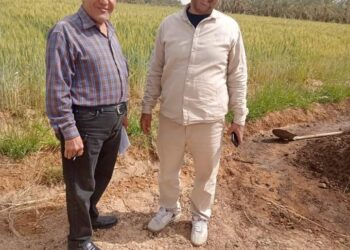 زراعة الوادي الجديد تقوم بجولات ميدانية علي زراعات القمح