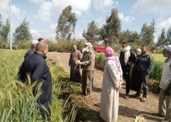 زراعة كفر الشيخ