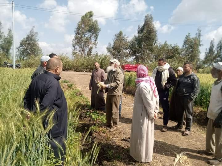 زراعة كفر الشيخ