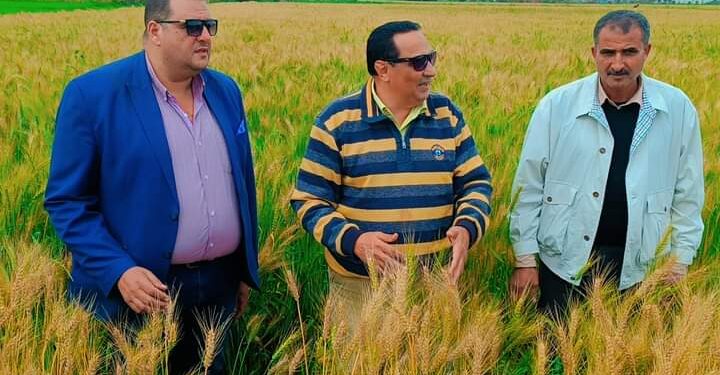 زراعة دمياط تقوم بالمرور على الزراعات الشتوية لمتابعة مدى تقدمها 1 المهندس سميح عبد السميع وكيل زراعة دمياط