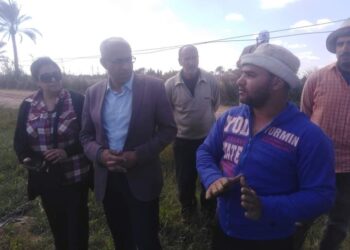 زراعة الإسكندرية