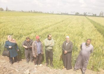 زراعة الدقهلية تنظم مدرسه حقليه للقمح بمركز شربين