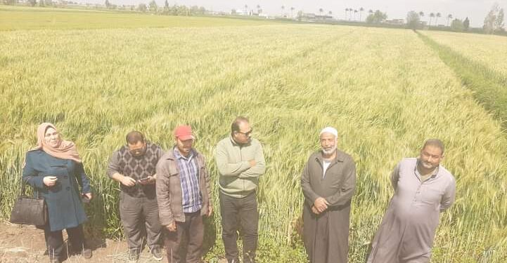 زراعة الدقهلية تنظم مدرسه حقليه للقمح بمركز شربين 1 زراعة الدقهلية تنظم مدرسه حقليه للقمح بمركز شربين