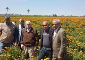 زراعة بني سويف تنظم أنشطة إرشادية للفول والنباتات العطرية بمركز ببا