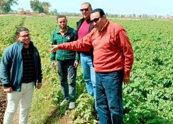 المهندس سميح عبد السميع:تشكيل اللجان المشاركة في توريد القمح..وتكثيف المرور الميداني على الزراعات