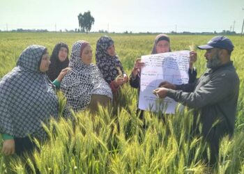 زراعة كفر الشيخ تنظم مدرسة القمح بجمعية اريمون