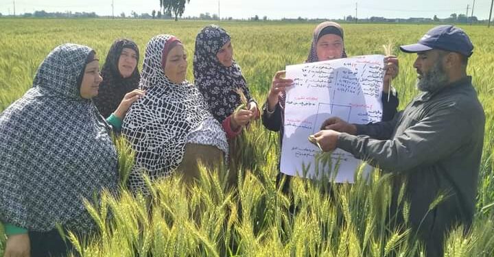 زراعة كفر الشيخ تنظم مدرسة القمح بجمعية اريمون 1 زراعة كفر الشيخ تنظم مدرسة القمح بجمعية اريمون