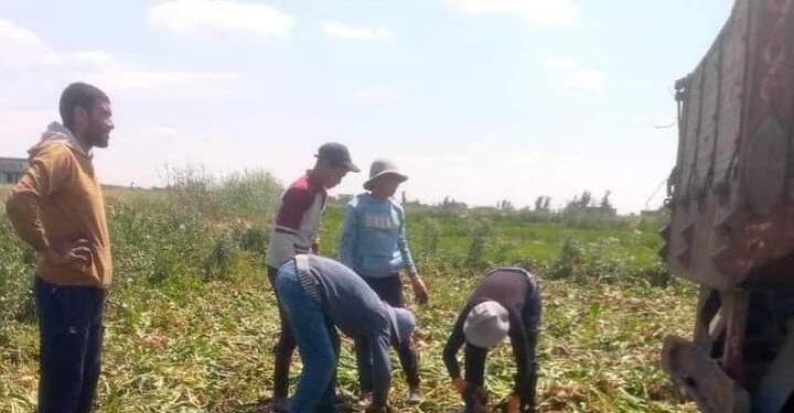 زراعة بورسعيد تتابع عمليات حصاد البنجر 1 حصاد البنجر بزراعة بورسعيد