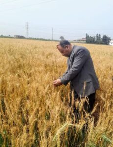وكيل زراعة بورسعيد يتابع محصول القمح