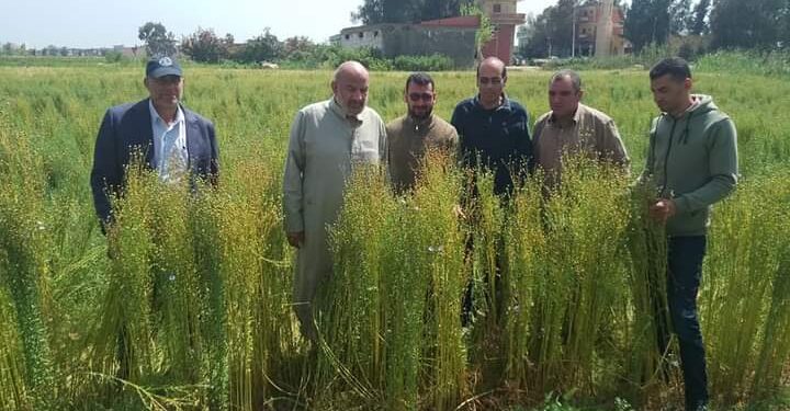 زراعة كفر الشيخ تنفذ اليوم حصاد لمحصول الكتان 1 زراعة كفر الشيخ