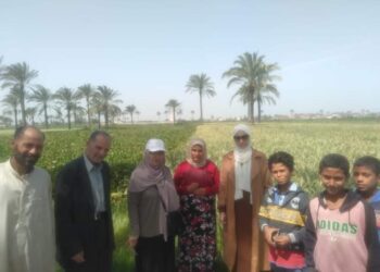 زراعة الإسكندرية