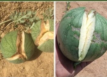 تشقق ثمار البطيخ