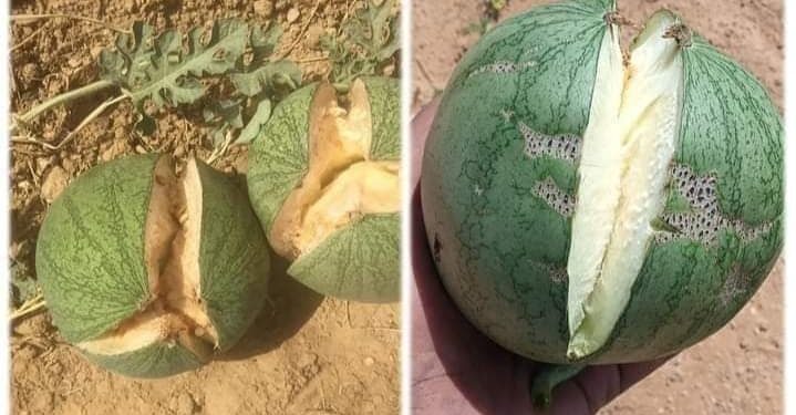 تشقق ثمار البطيخ ..د. محمد فهيم يقدم 7 توصيات للحد من هذه الظاهرة 1 تشقق ثمار البطيخ
