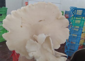 الإقليمي للأغذية