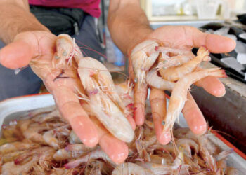 إنتاج الجمبري