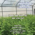 إنتاج مشاتل الخضر المحمية وإنتاج شتلات الخضر