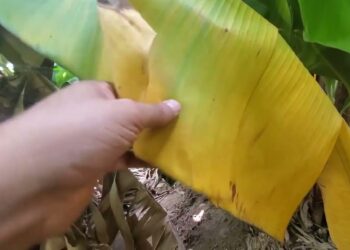 اصفرار أوراق الموز