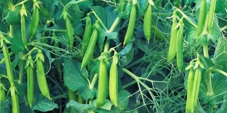 البسلة.. مزارع يتحدث عن دور الإرشاد الزراعي في نجاح زراعته 1 البسلة