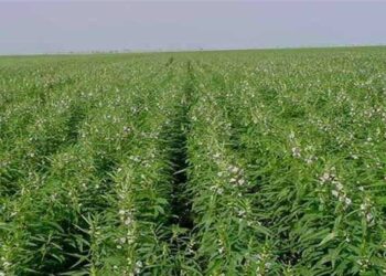 محصول السمسم