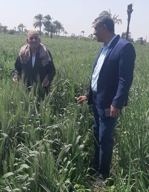زراعة بني سويف تتابع زراعات القمح بإهناسيا 1 القمح