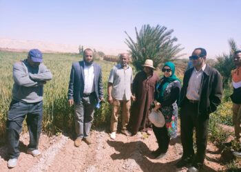 زراعة الوادي الجديد