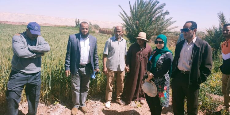 ندوة حقلية عن القمح والنخيل بزراعة الوادي الجديد 1 زراعة الوادي الجديد