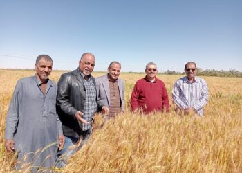 زراعة الوادي الجديد