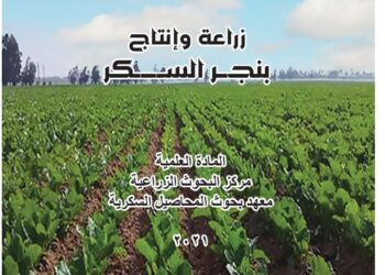 زراعة وإنتاج بنجر السكر
